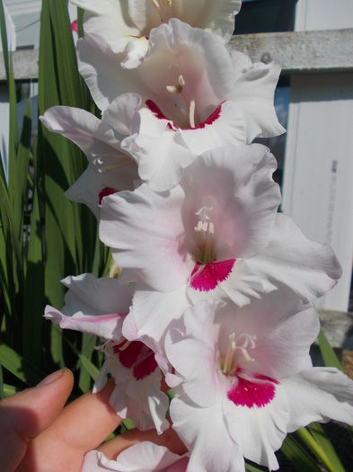 DSCN2377 - gladiole