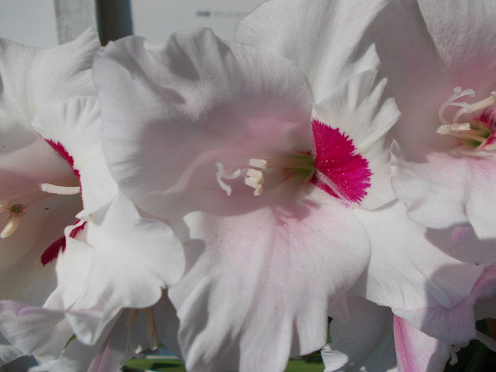 DSCN2378 - gladiole