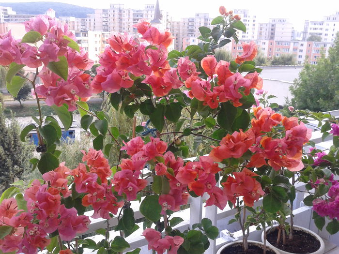 Fotografie-0002 - Rosenka