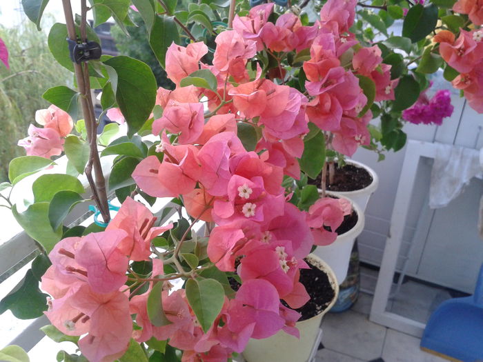 Fotografie-0018 - Rosenka