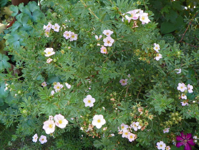 potentilla Princess - Copacei si arbusti 2015