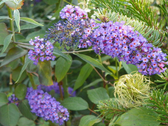 buddleja Blue Empire - Copacei si arbusti 2015