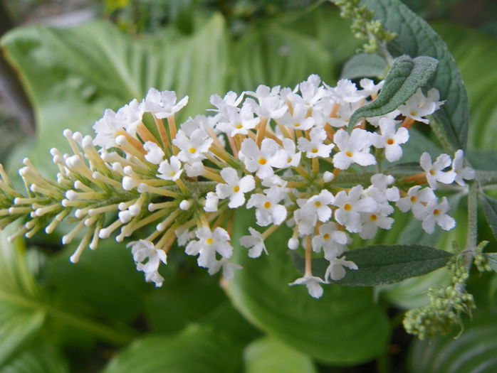 buddleja White Bouquet - Copacei si arbusti 2015