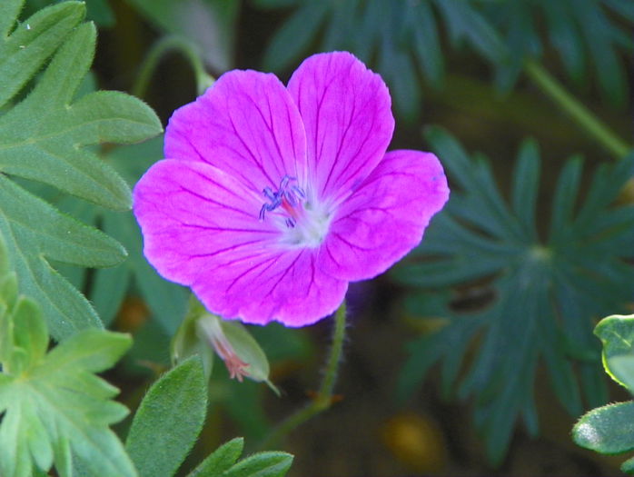 Tiny Monster - Geranium 2015