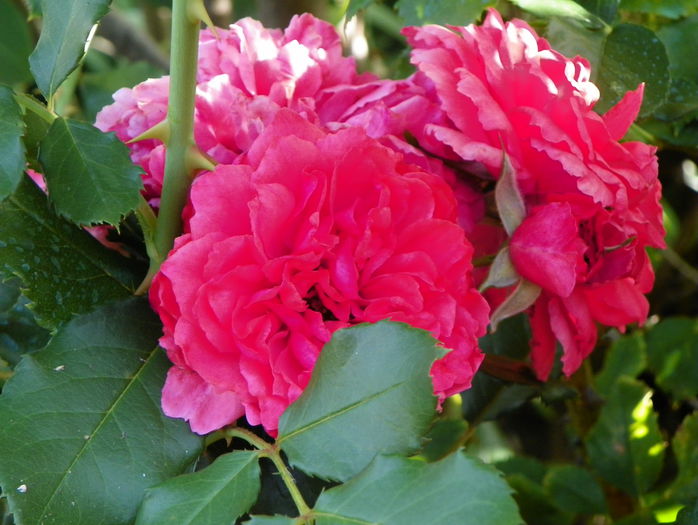 Rosarium Uetersen