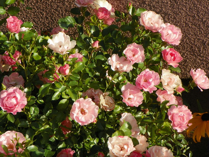 Sommerwind