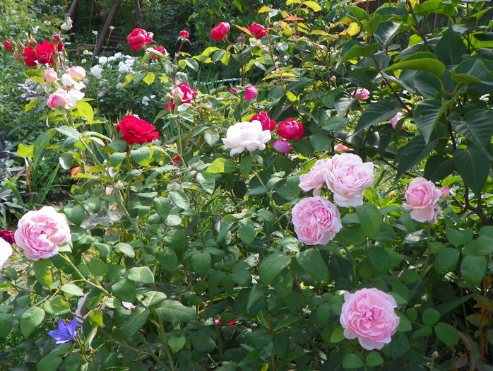 Eglantyne si Benjamin Britten