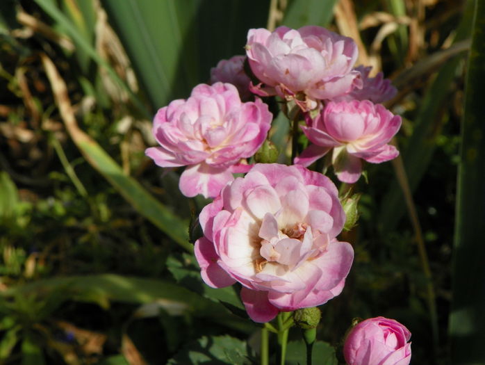 Gloire des polyanthes