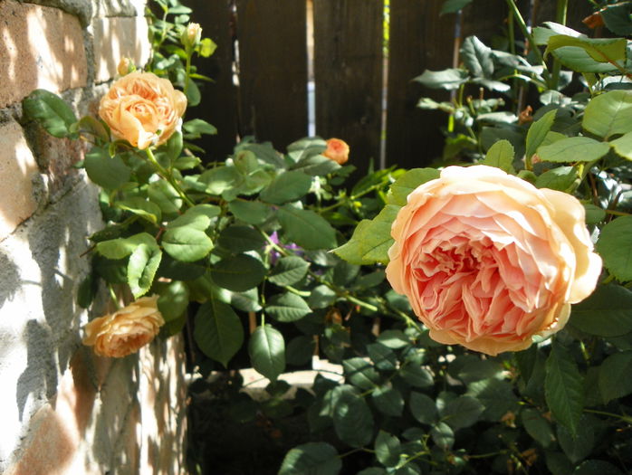 Crown Princess Margareta