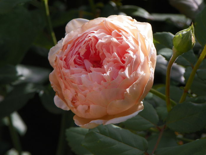 Crown Princess Margareta