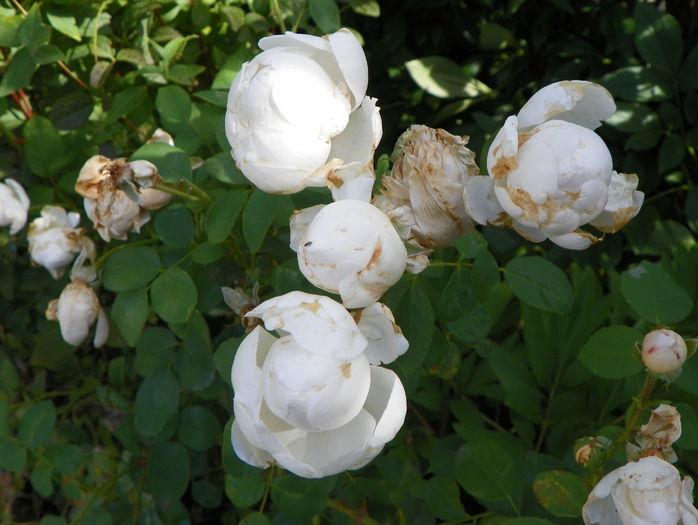 Glamis Castle - o permanenta dezamagire