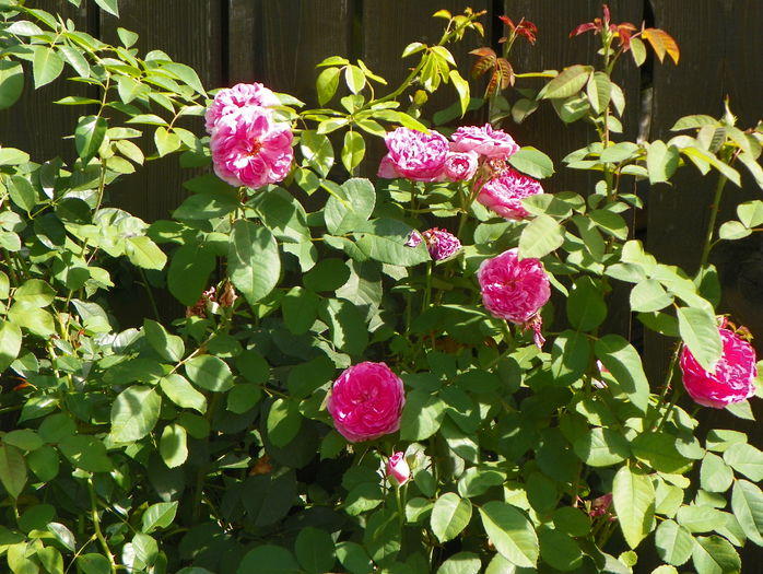 Gertrude Jekyll
