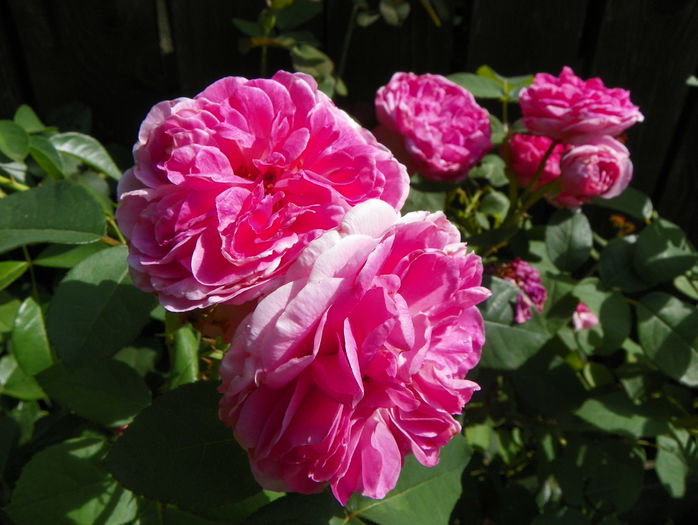 Gertrude Jekyll