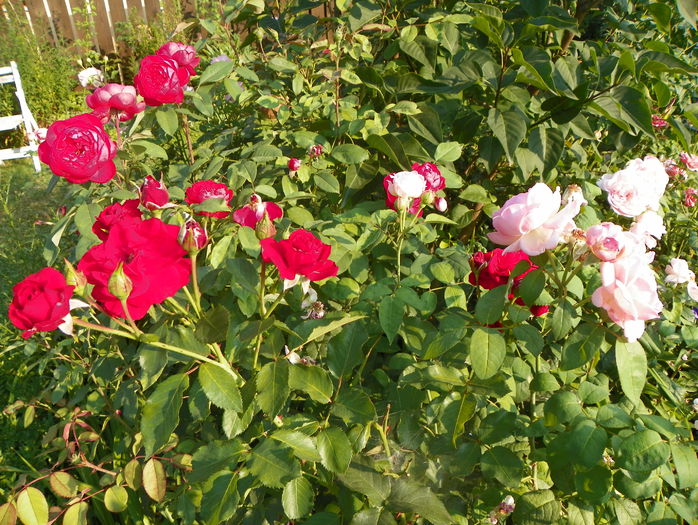 Eglantyne si Benjamin Britten