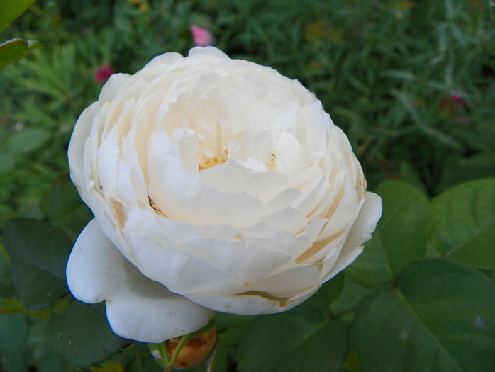 William and Catherine