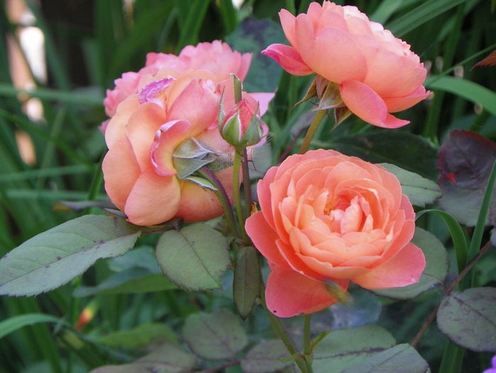 Lady Emma Hamilton - Trandafiri 2015 - 3