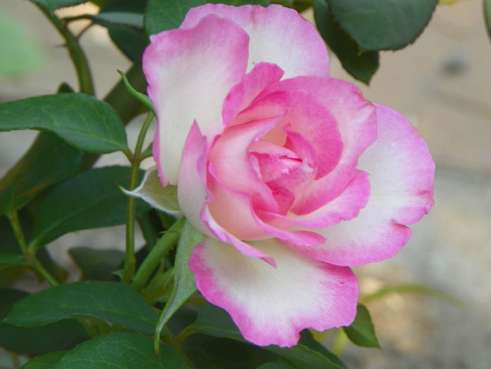 Bordure Rose - Trandafiri 2015 - 3
