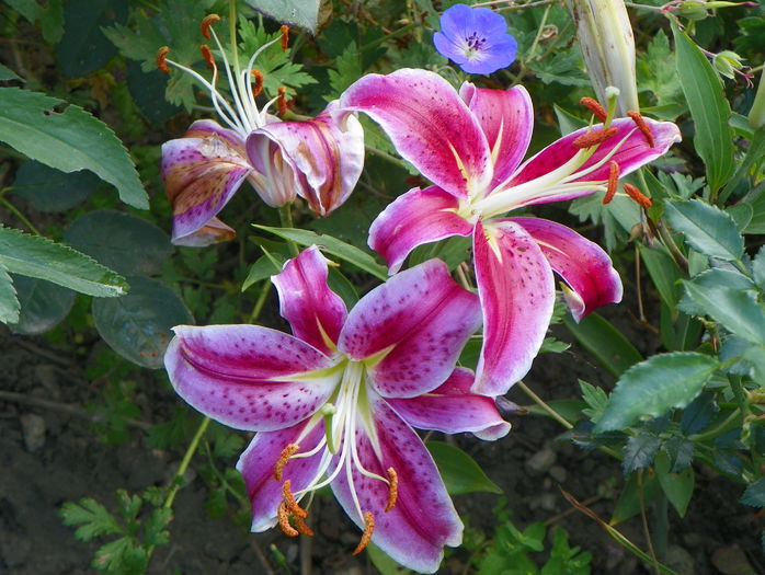10 aug 069