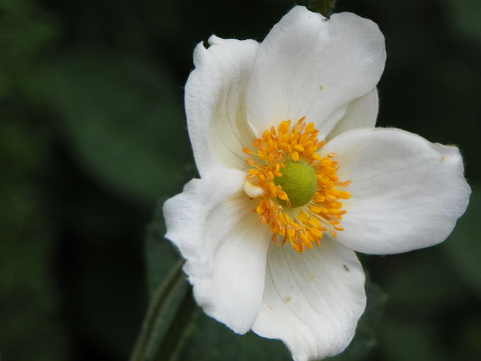 anemone jap. Honorine Jobert - Vara 2015