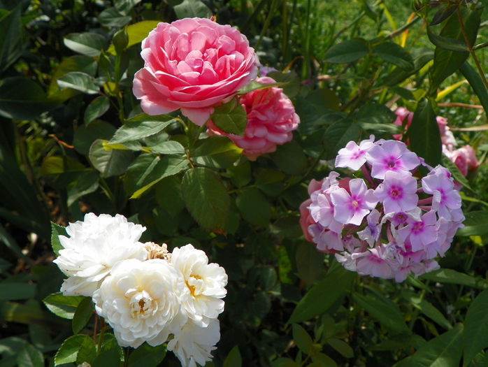 Kimono, Irene of Denmark si phlox Flamingo