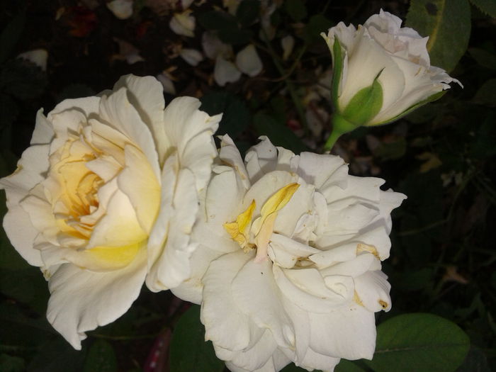 20150812_162311 - Poustinia rose