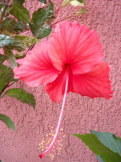 030 - HIBISCUS-2015