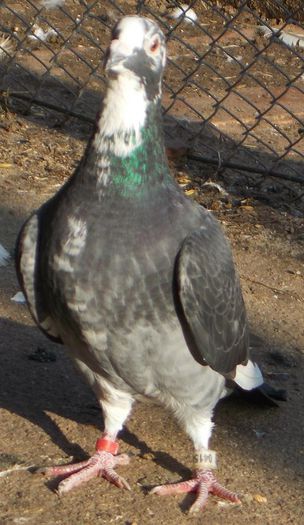 10604440_336183946542896_8954489787251363426_o