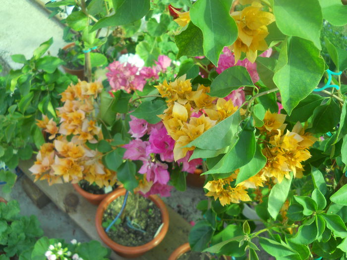 Aussi gold - A64 Bougainvillea