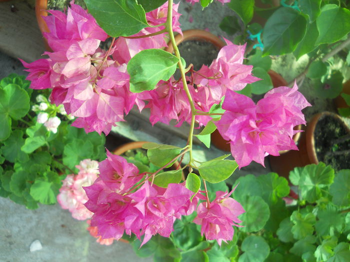 Pagoda Pink - A64 Bougainvillea