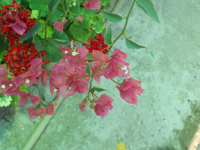 DSCN8385 - A64 Bougainvillea