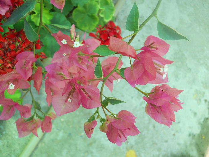 DSCN8386 - A64 Bougainvillea