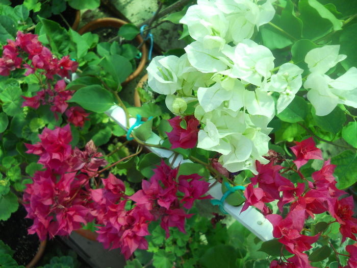 DSCN8387 - A64 Bougainvillea