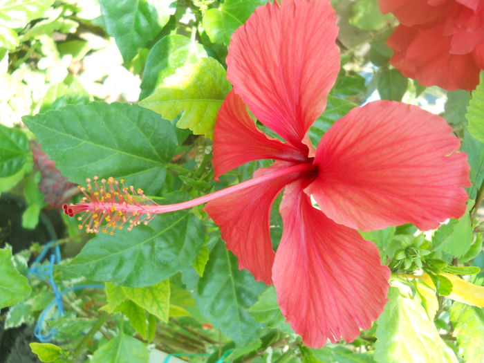 DSCN8376 - A46   HIBISCUS