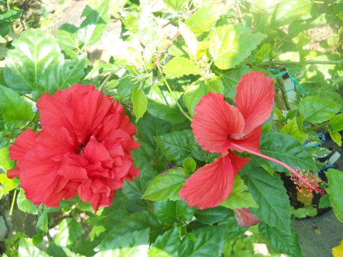 DSCN8378 - A46   HIBISCUS