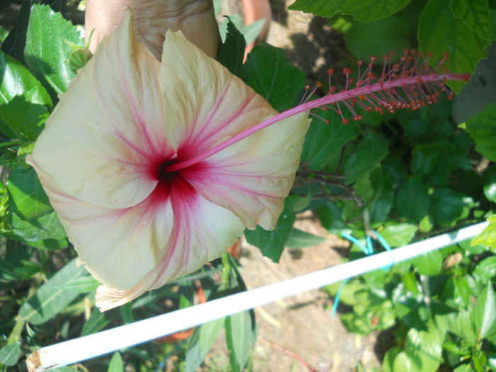 DSCN8370 - A46   HIBISCUS