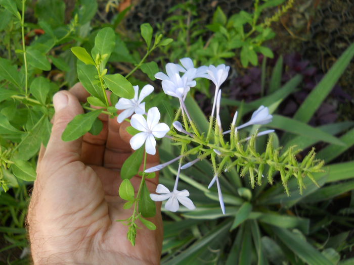 plumbago bleo - Flori apartament