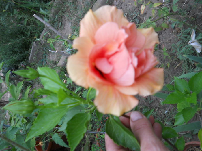 involt - Flori apartament