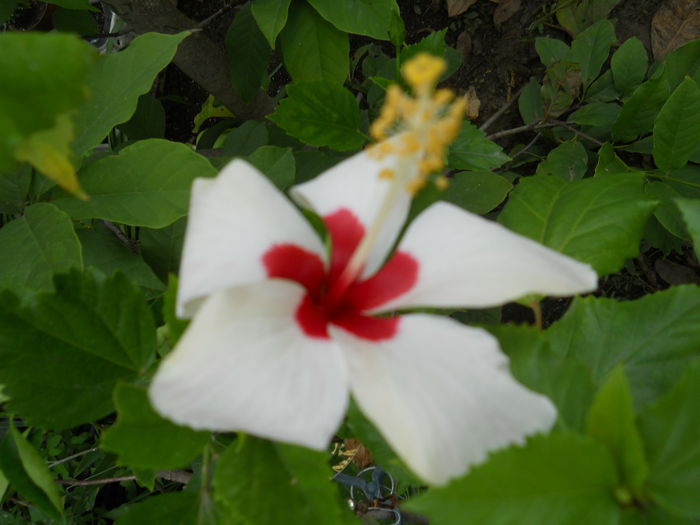 hibi alb - Flori apartament