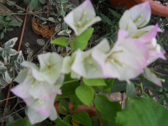 buga Magic - Flori apartament