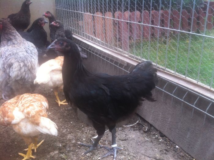 image - Australorp pui 2015