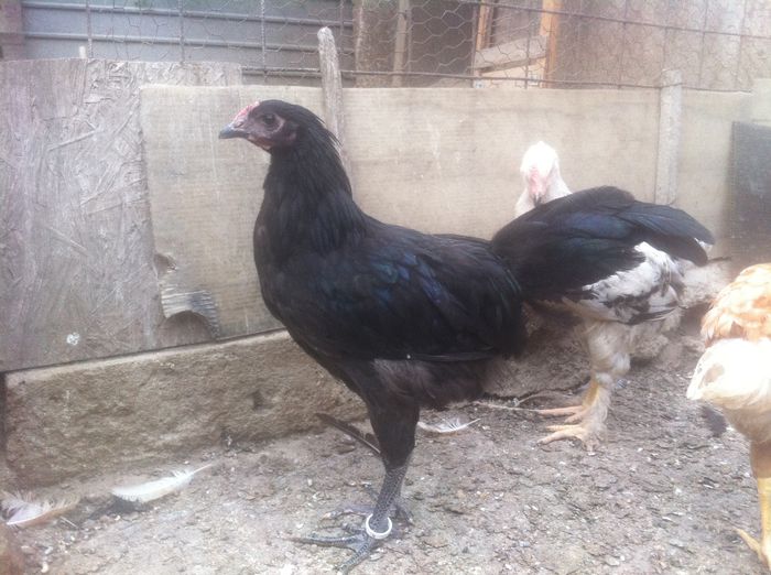 image - Australorp pui 2015