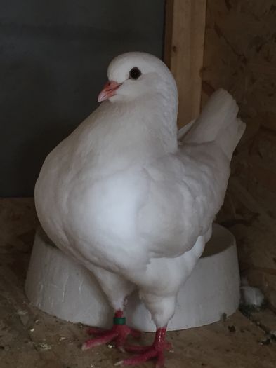 image; Achizitie savaM
