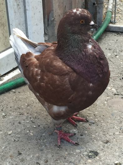 image; Achizitie savaM
