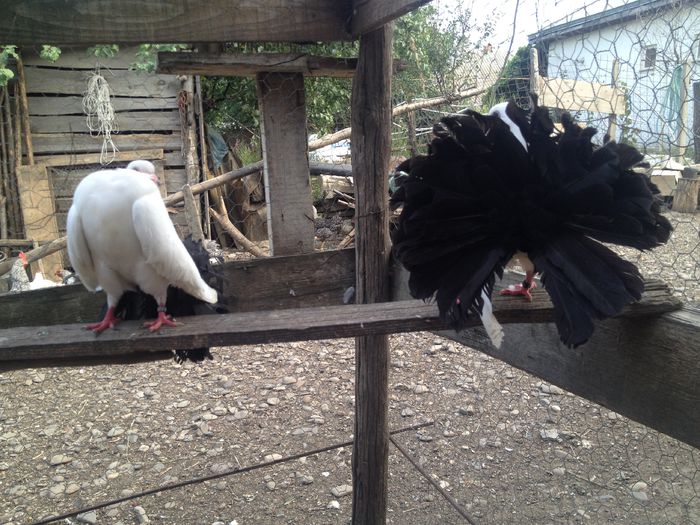 IMG_4686 - VOLTATI IMPECABILI 2015