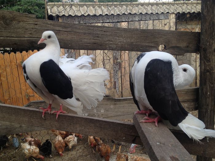 IMG_4721 - VOLTATI IMPECABILI 2015