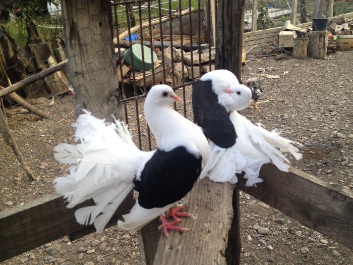 IMG_4731 - VOLTATI IMPECABILI 2015