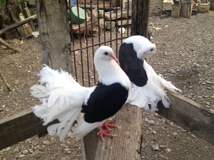 IMG_4734 - VOLTATI IMPECABILI 2015