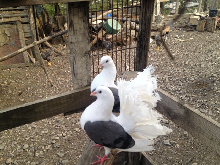 IMG_4750 - VOLTATI IMPECABILI 2015