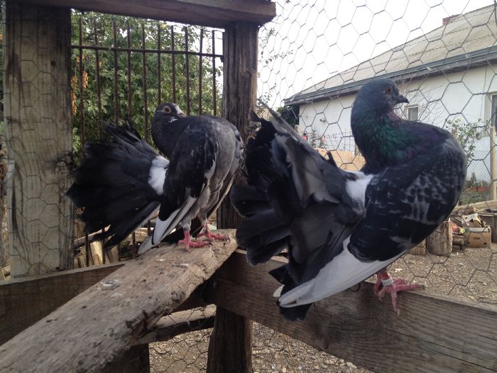 IMG_4770 - VOLTATI IMPECABILI 2015