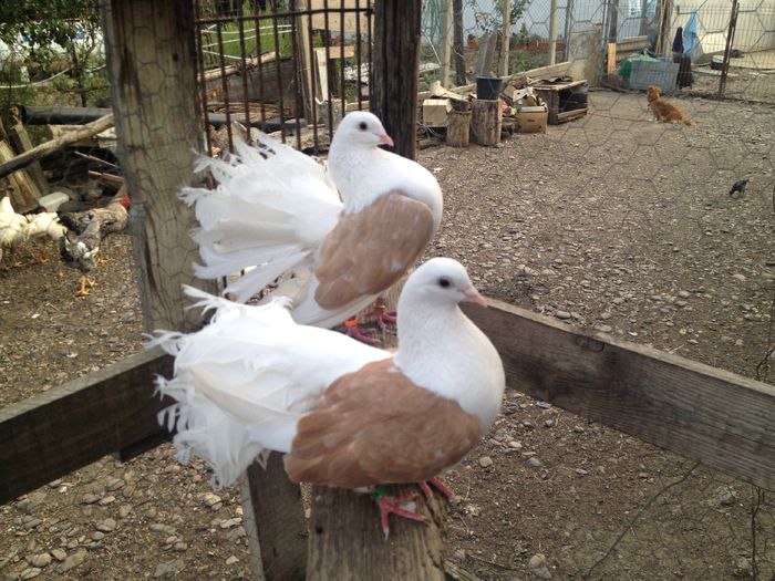 IMG_4714 - 25_VOLTATI CAPACITI PE GALBEN DE VANZARE